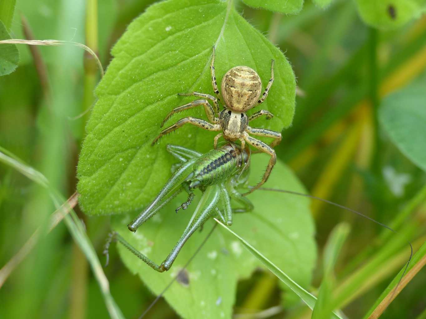 Xysticus sp. con preda (Tettigonia sp.) - Sasso Marconi (BO)